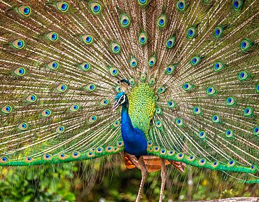 Portrait (Pavo cristatus) of a peacock on the background of his tail. Close-up. Sri Lanka. Yala National park