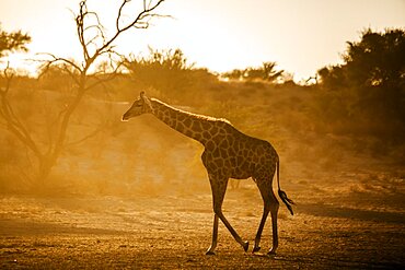 Giraffe (Giraffa camelopardalis) walking backlit in morning light in Kgalagadi transfrontier park, South Africa