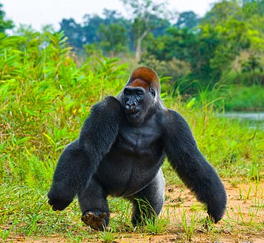 Lowland gorillas (Gorilla gorilla gorilla) in the wild. Republic of the Congo