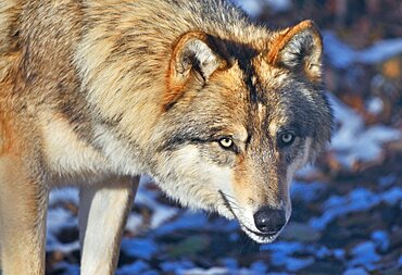 Portrait of Tundra wolf (Canis lupus albus), Eurasian tundras, Captivity