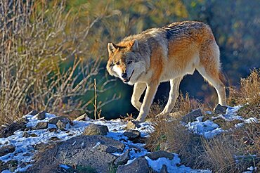 Tundra wolf (Canis lupus albus), Eurasian tundras, Captivity