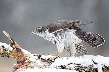 Northern goshawk (Accipiter gentilis) on a stump in hiver, Bialowieza, Poland