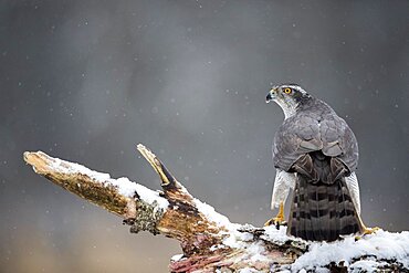 Northern goshawk (Accipiter gentilis) on a stump in hiver, Bialowieza, Poland