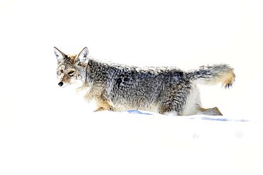 Coyote (Canis latrans) walking in snow, Yellowstone National park, USA