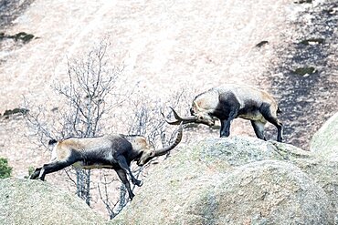 Iberian ibex (Capra pyrenaica) males fighting on rock, Guadarrama National Park, Spain