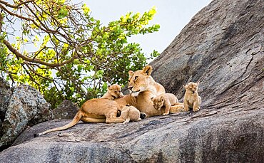 Lioness (Panthera leo) and her cubs on a big rock. Serengeti National Park. Tanzania.