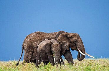 Mother elephant (Loxodonta africana) with a baby in the savannah. Serengeti National Park. Tanzania.