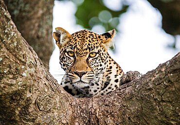 Portrait of a leopard (Panthera pardus pardus) on a tree. Close-up. Classical picture. National Park. Kenya. Tanzania. Maasai Mara. Serengeti.