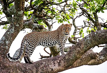 Leopard (Panthera pardus pardus) on a tree. National Park. Kenya. Tanzania. Maasai Mara. Serengeti.