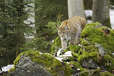 Eurasian Lynx (Lynx lynx), in forest in winter, Bavaria, Germany