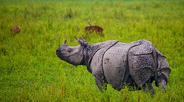 Wild Great one-horned rhinoceros (Rhinoceros unicornis) is standing on the grass. India. Kaziranga National Park.