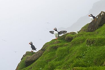 Atlantic puffin (Fratercula arctica), Mykines Island, Faroe Islands, Denmark.