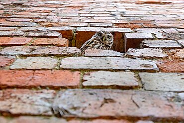 Little owl (Athena noctua) perched inside a hole in a wall, England