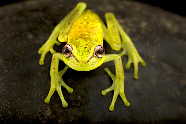 Polka-dot tree frog (Boana punctata)