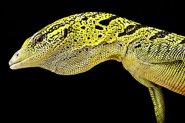 Yellow tree monitor (Varanus reisingeri), on black background