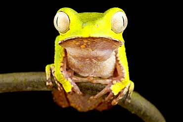 White-lined leaf frog (Phyllomedusa vaillantii), on black background