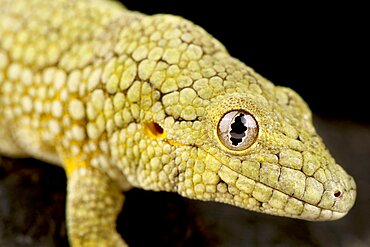 Vieillard's chameleon gecko (Eurydactylodes vieillardi), on black background