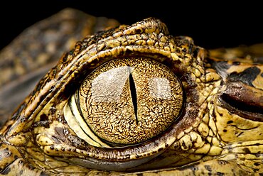 Spectacled caiman (Caiman crocodilus) eye, on black background