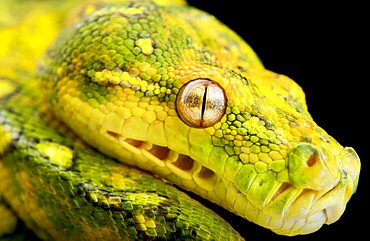 Northern green tree python (Morelia azurea), on black background