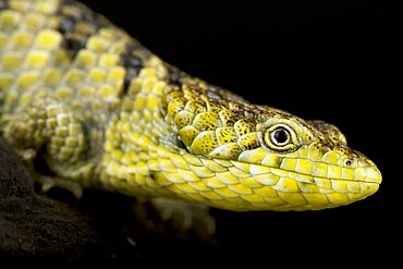 Mixtecan Arboreal Alligator Lizard (Abronia mixteca), on black background