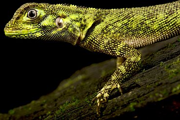 Harlequin Racerunner (Plica umbra), on black background