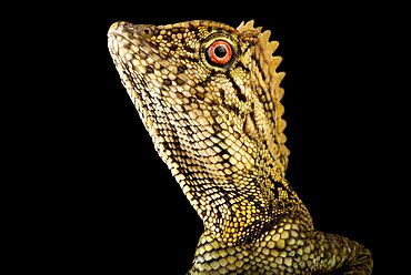 Abbott?s Anglehead Lizard (Gonocephalus abbotti) on black background, on black background