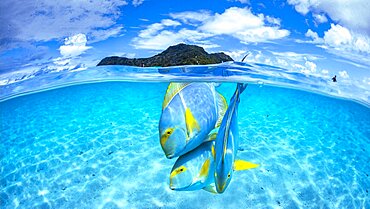 Eyestripe surgeonfish (Acanthurus dussumieri) in the clear, turquoise waters of Mayotte's lagoon in front of the maji island.