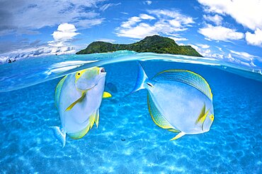 Eyestripe surgeonfish (Acanthurus dussumieri) couple in the clear, turquoise waters of Mayotte's lagoon.