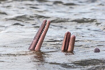 Amazon River Dolphin, Pink River Dolphin or Boto (Inia geoffrensis) , Three wild animals in tannin-rich water , extremely rare picture of wild animals spyhopping ,Threatened species (IUCN Red List), along Rio Negro, Amazon river basin, Amazonas state, Manaus, Brazil, South America