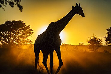 Giraffe (Giraffa camelopardalis) walking at sunset in Kgalagadi transfrontier park, South Africa