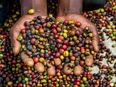 Grains of ripe coffee in the handbreadths of a person. East Africa. Coffee plantation.