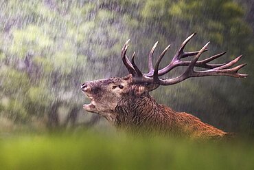 Red Deer (Cervus elpahus) male bellowing under the rain, Parco Nazionale d'Abruzzo, L'Aquila, Italy