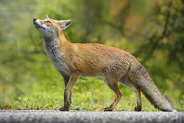 Red Fox (Vulpes vulpes) on the road, Parco Nazionale d'Abruzzo, L'Aquila, Civitella Alfedena, Italy