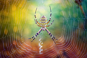 Wasp spider (Argiope bruennichi) on its web, view from the top, Villarotta, Reggio Emilia, Italy