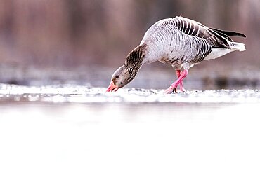 Goose. Greylag Goose (Anser anser) eating. Slovakia