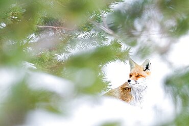 Winter. Red fox (Vulpes vulpes) in a very cold afternoon. Slovakia