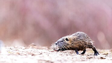 Nutria (Myocastor coypus) young, Slovakia