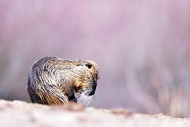 Nutria (Myocastor coypus), Slovakia