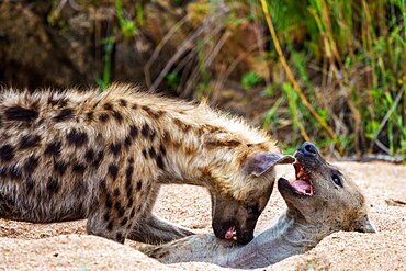 Spotted hyena or laughing hyena (Crocuta crocuta). Kruger National Park. Mpumalanga. South Africa.