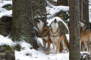 Pack of wolves howling (Canis Lupus) on snow, captive, Sumava National Park, Bohemian Forest, Czech Republic, Europe