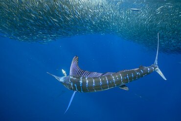 Striped marlin (Tetrapturus audax) feeding on sardine's bait ball (Sardinops sagax), Magdalena Bay, West Coast of Baja California Peninsula, Pacific Ocean, Mexico