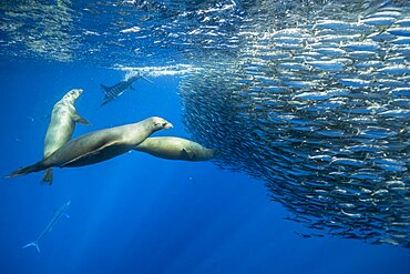 California Sea Lion (Zalophus californianus) feeding on sardine's bait ball (Sardinops sagax), Magdalena Bay, West Coast of Baja California Peninsula, Pacific Ocean, Mexico