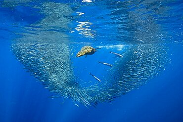 California Sea Lion (Zalophus californianus) feeding on sardine's bait ball (Sardinops sagax), Magdalena Bay, West Coast of Baja California Peninsula, Pacific Ocean, Mexico