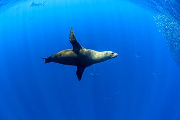 California Sea Lion (Zalophus californianus) feeding on sardine's bait ball (Sardinops sagax), Magdalena Bay, West Coast of Baja California Peninsula, Pacific Ocean, Mexico