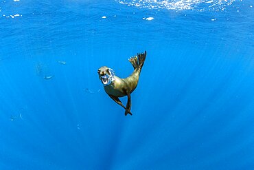 California Sea Lion (Zalophus californianus) feeding on sardine's bait ball (Sardinops sagax), Magdalena Bay, West Coast of Baja California Peninsula, Pacific Ocean, Mexico