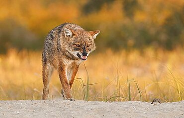 Golden jackal (Canis aureus) threatening , Danube Delta, Romania