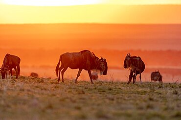 Wildebeest group in the savannah at sunset, Masai Mara National Reserve, National Park, Kenya, East Africa, Africa