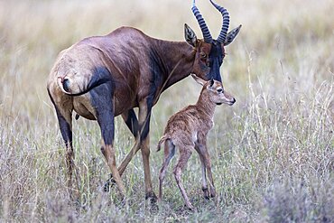 Topi (Damaliscus korrigum), in the savannah, mother and new born, Masai Mara National Reserve, National Park, Kenya, East Africa, Africa