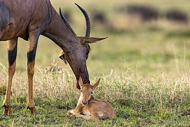 Topi (Damaliscus korrigum), in the savannah, mother and new born, Masai Mara National Reserve, National Park, Kenya, East Africa, Africa