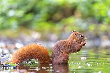 Red squirrel (Sciurus vulgaris) eating a nut in a pond in summer, Moselle, France